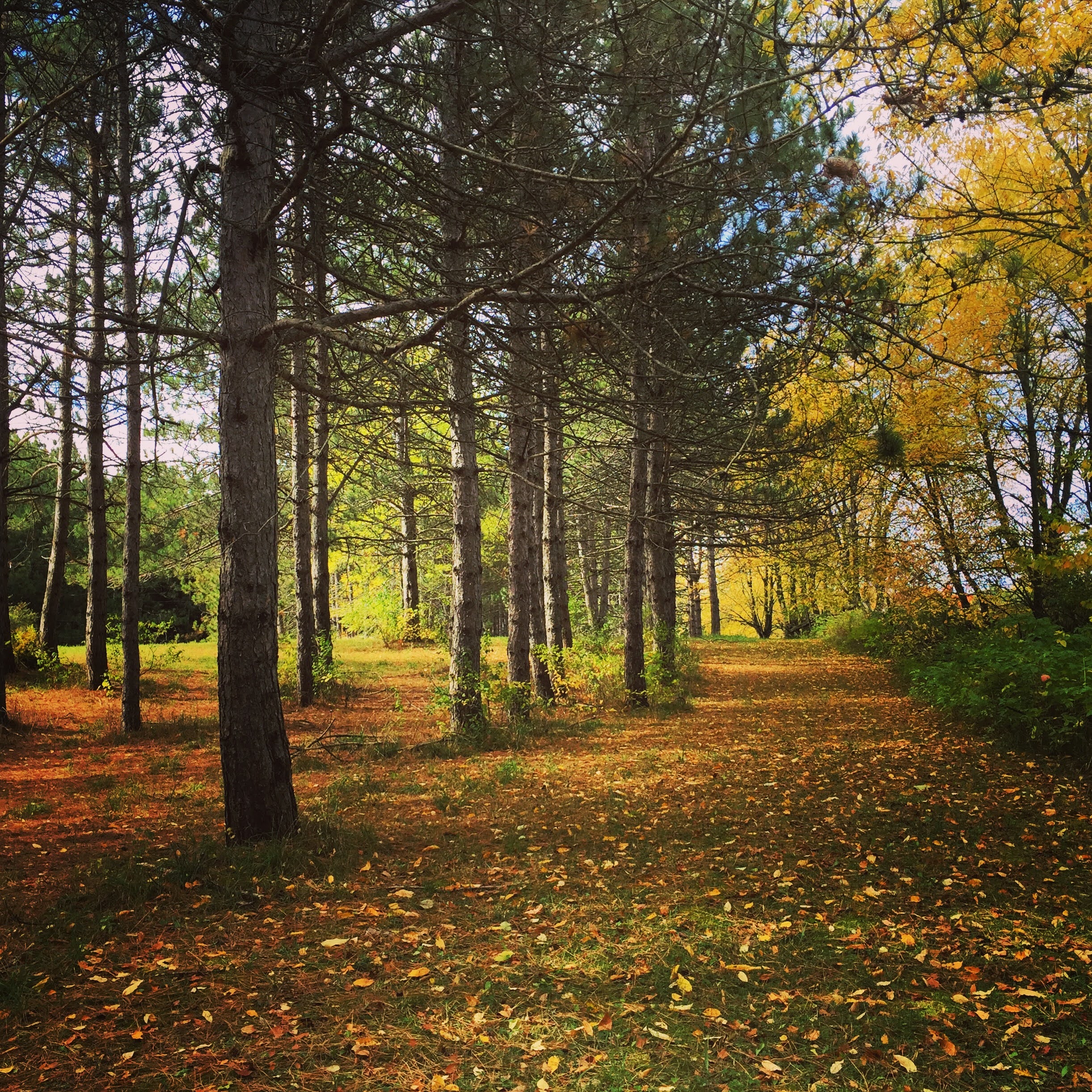 Wooded trail framed by pines and golden autumn trees